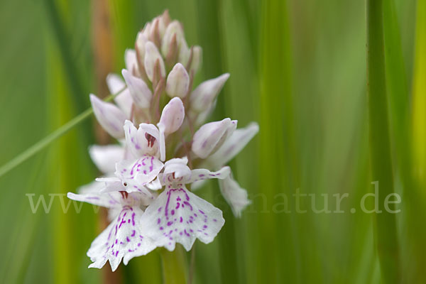 Geflecktes Knabenkraut (Dactylorhiza maculata)