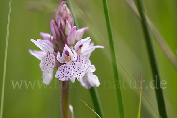 Geflecktes Knabenkraut (Dactylorhiza maculata)