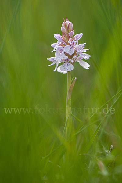 Geflecktes Knabenkraut (Dactylorhiza maculata)