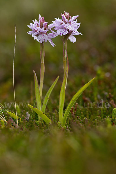 Geflecktes Knabenkraut (Dactylorhiza maculata)