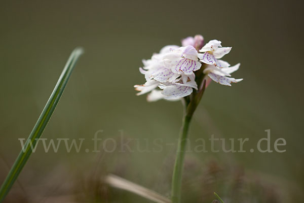 Geflecktes Knabenkraut (Dactylorhiza maculata)