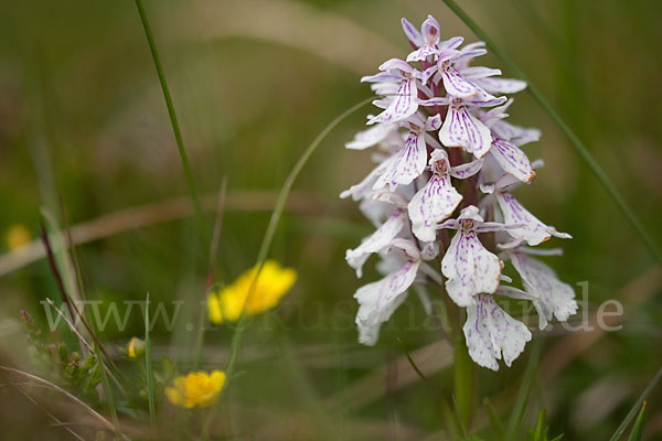 Geflecktes Knabenkraut (Dactylorhiza maculata)