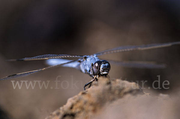 Gelbader-Blaupfeil (Orthetrum nitidinerve)