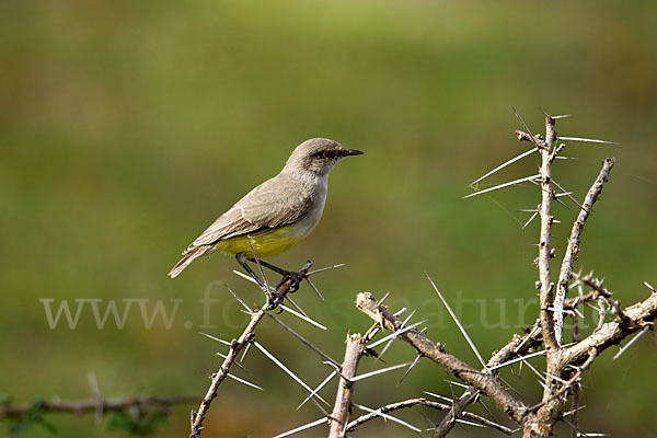 Gelbbauch-Eremomela (Eremomela icteropygialis)