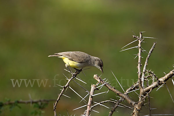 Gelbbauch-Eremomela (Eremomela icteropygialis)
