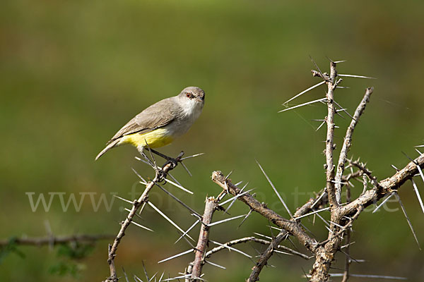 Gelbbauch-Eremomela (Eremomela icteropygialis)