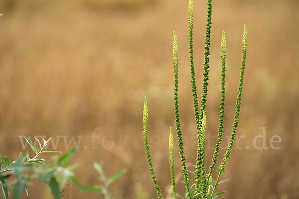 Gelbe Resede (Reseda lutea)