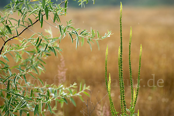 Gelbe Resede (Reseda lutea)