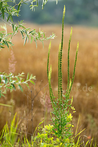 Gelbe Resede (Reseda lutea)