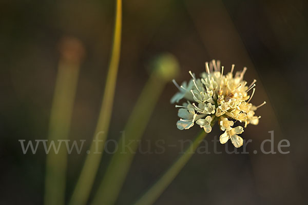 Gelbe Skabiose (Scabiosa ochroleuca)