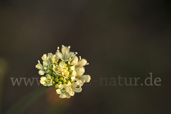 Gelbe Skabiose (Scabiosa ochroleuca)