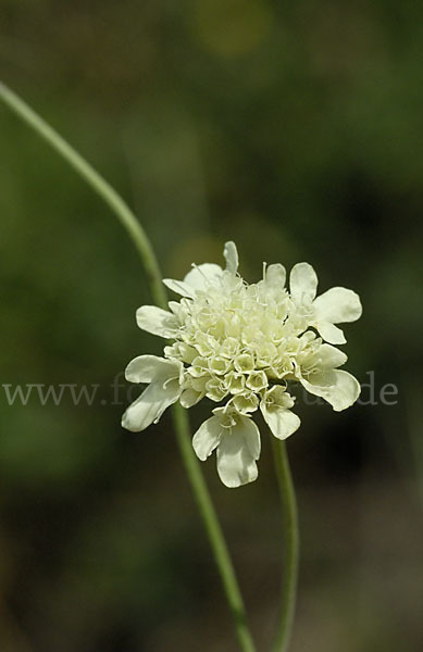 Gelbe Skabiose (Scabiosa ochroleuca)