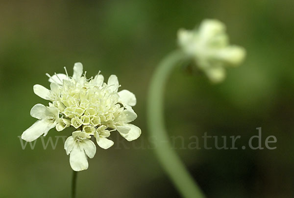 Gelbe Skabiose (Scabiosa ochroleuca)