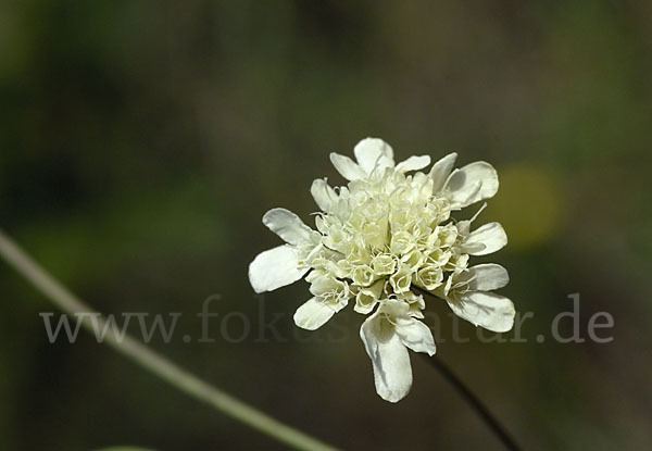 Gelbe Skabiose (Scabiosa ochroleuca)