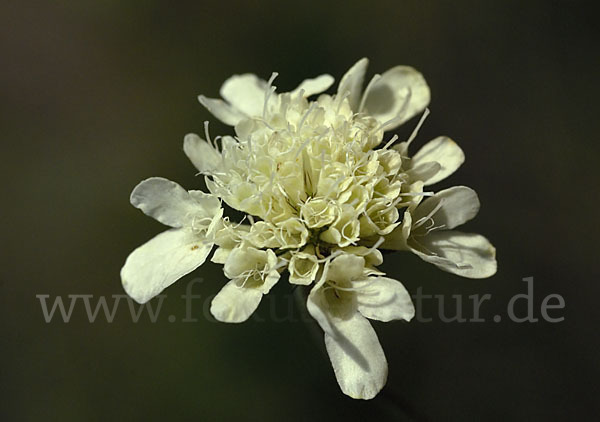 Gelbe Skabiose (Scabiosa ochroleuca)