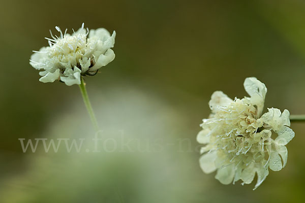 Gelbe Skabiose (Scabiosa ochroleuca)