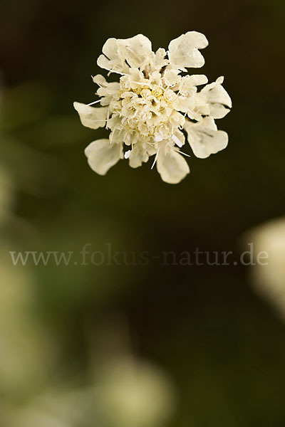 Gelbe Skabiose (Scabiosa ochroleuca)