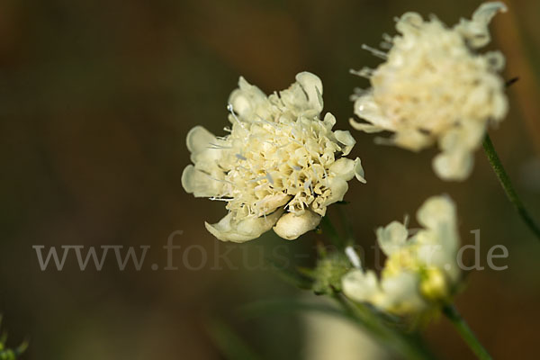 Gelbe Skabiose (Scabiosa ochroleuca)