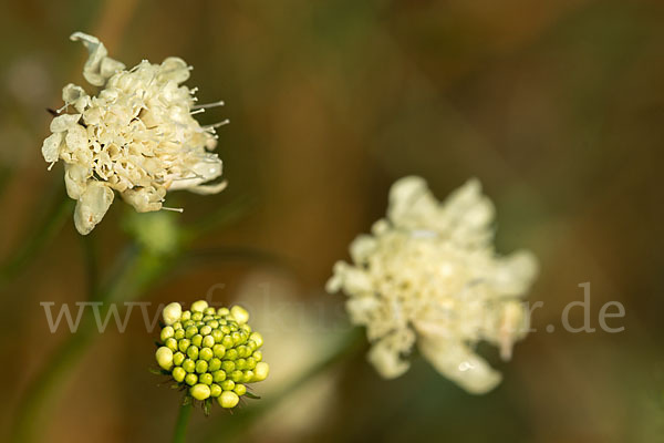 Gelbe Skabiose (Scabiosa ochroleuca)