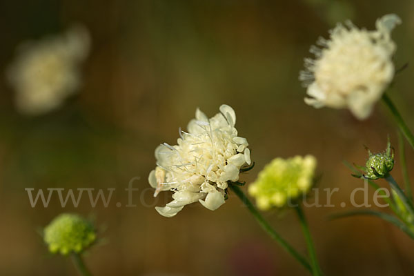 Gelbe Skabiose (Scabiosa ochroleuca)
