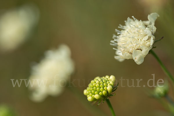 Gelbe Skabiose (Scabiosa ochroleuca)