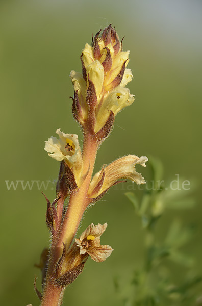Gelbe Sommerwurz (Orobanche lutea)