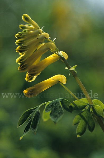 Gelber Lerchensporn (Pseudofumaria lutea)