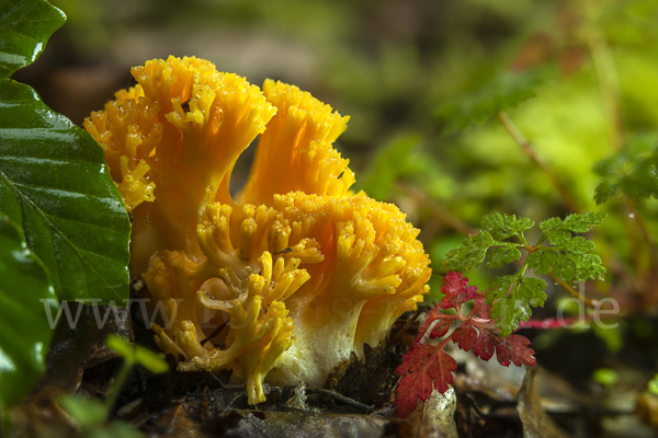 Gelbliche Koralle (Ramaria flavescens)