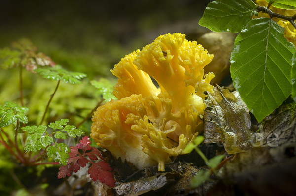 Gelbliche Koralle (Ramaria flavescens)