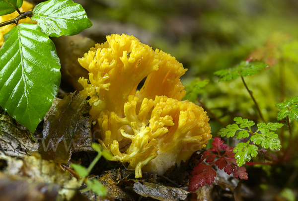 Gelbliche Koralle (Ramaria flavescens)