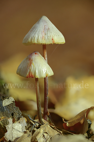 Gelborangemilchender Helmling (Mycena crocata)