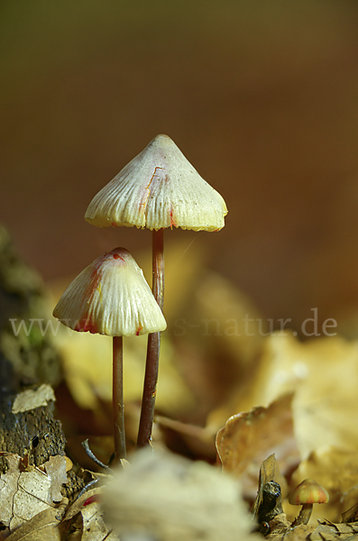 Gelborangemilchender Helmling (Mycena crocata)