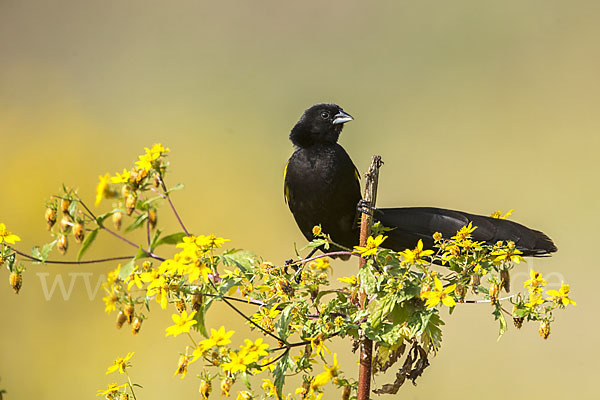 Gelbschulterweber (Euplectes macroura macrocercus)