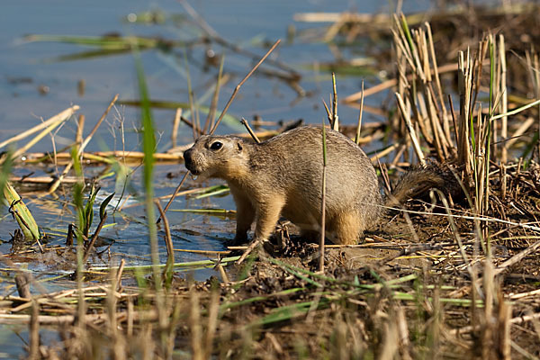 Gelbziesel (Spermophilus fulvus)