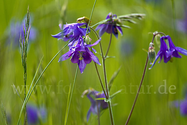 Gemeine Akelei (Aquilegia vulgaris)