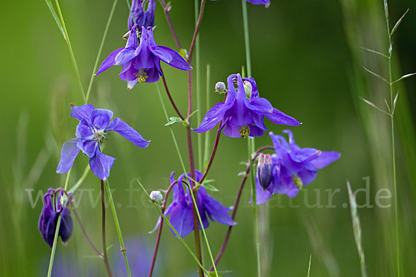 Gemeine Akelei (Aquilegia vulgaris)