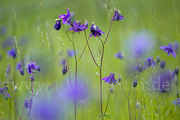 Gemeine Akelei (Aquilegia vulgaris)