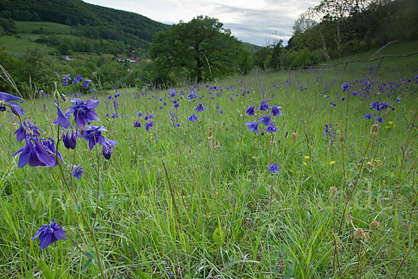 Gemeine Akelei (Aquilegia vulgaris)