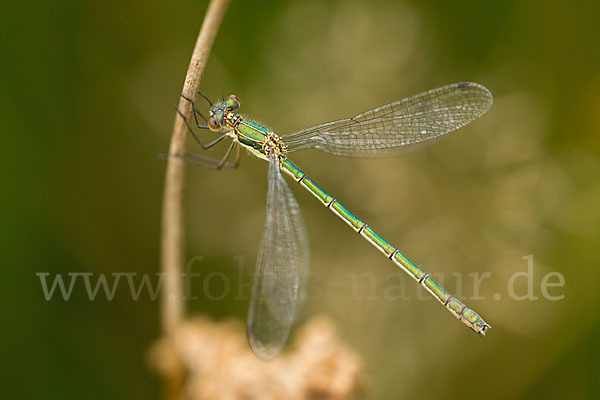 Gemeine Binsenjungfer (Lestes sponsa)