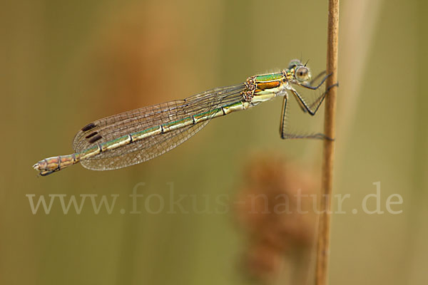 Gemeine Binsenjungfer (Lestes sponsa)