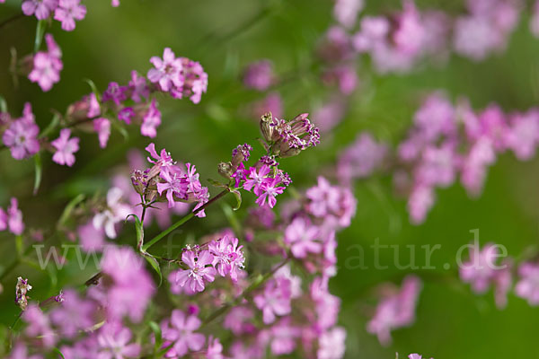 Gemeine Pechnelke (Lychnis viscaria)