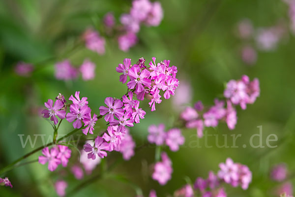 Gemeine Pechnelke (Lychnis viscaria)