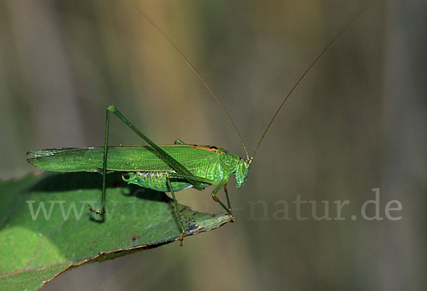 Gemeine Sichelschrecke (Phaneroptera falcata)