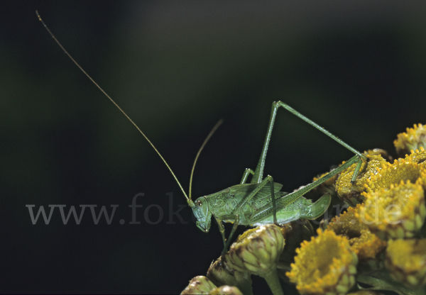 Gemeine Sichelschrecke (Phaneroptera falcata)