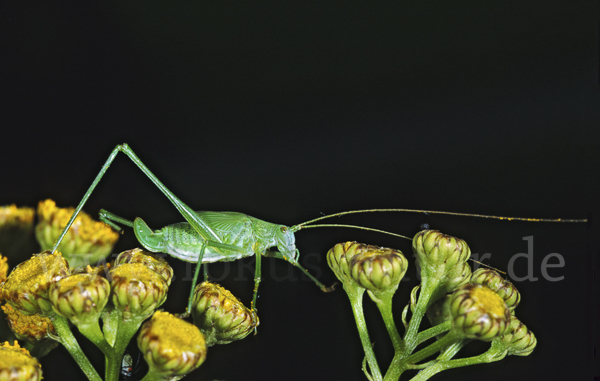 Gemeine Sichelschrecke (Phaneroptera falcata)