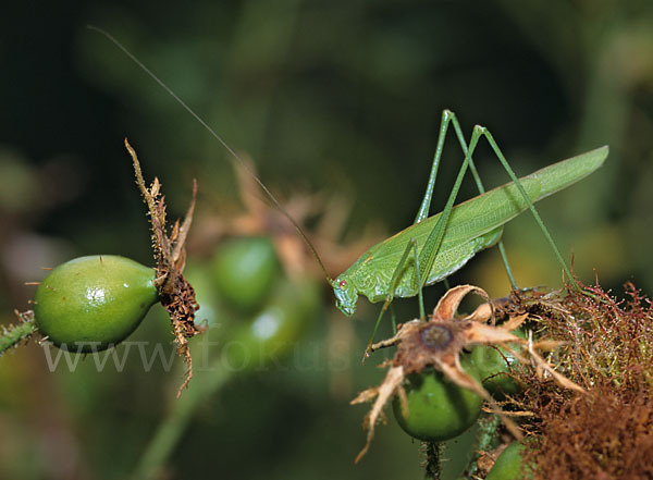 Gemeine Sichelschrecke (Phaneroptera falcata)