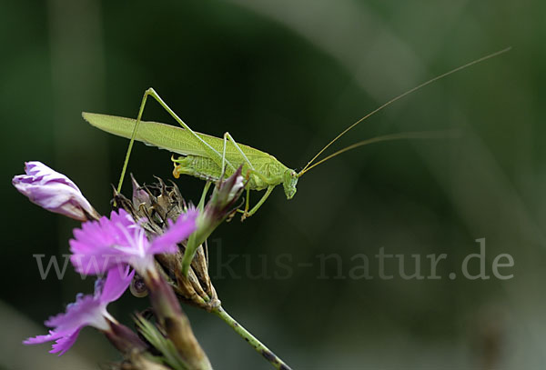 Gemeine Sichelschrecke (Phaneroptera falcata)