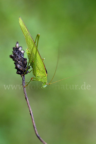 Gemeine Sichelschrecke (Phaneroptera falcata)