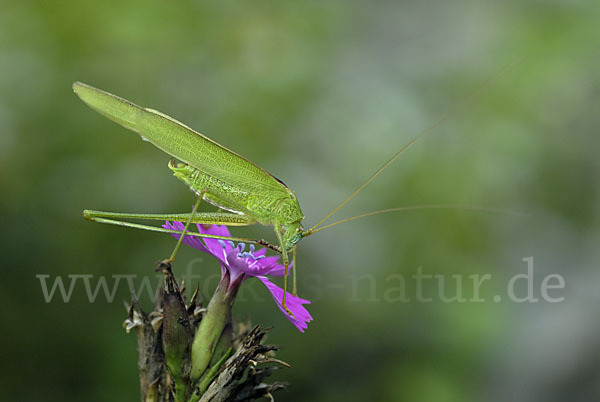 Gemeine Sichelschrecke (Phaneroptera falcata)