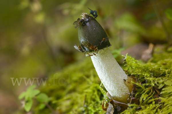 Gemeine Stinkmorchel (Phallus impudicus)